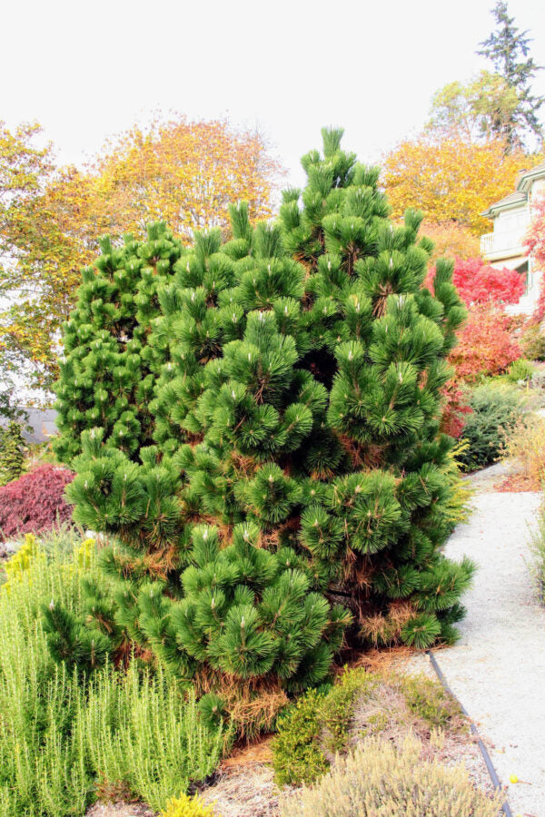 Thunderhead Japanese Black Pine (Pinus thunbergii &