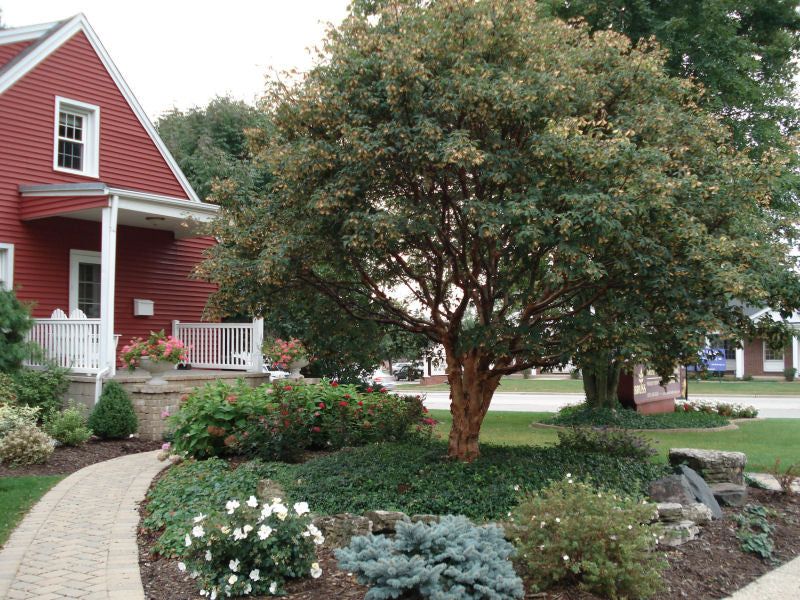 Paperbark Maple (Acer griseum) - 3 gallon