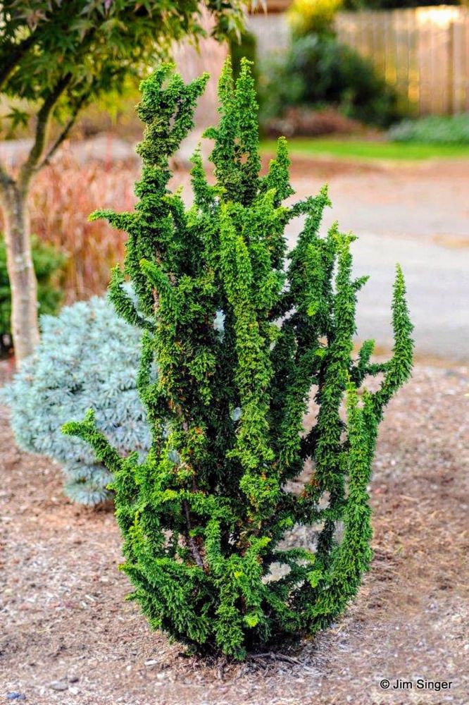 Chirimen Hinoki Cypress (Chamaecyparis obtusa ‘Chirimen’ ) - QT