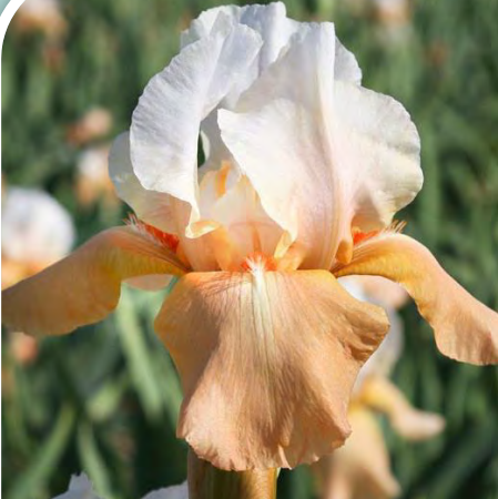Invitation Bearded Iris (Iris germanica &
