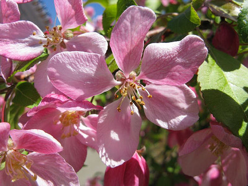 Louisa Crabapple (Malus &