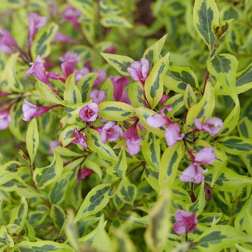 Bubbly Wine® Weigela (Weigela bubbly &