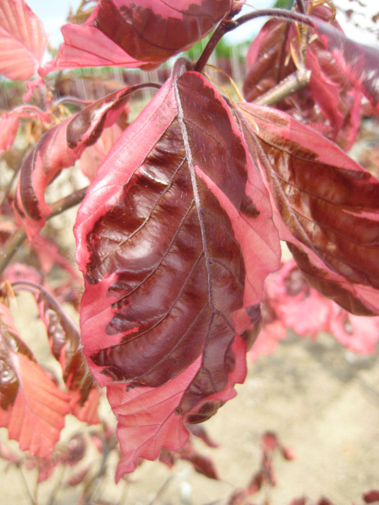 Tricolor European Beech (Fagus sylvatica &