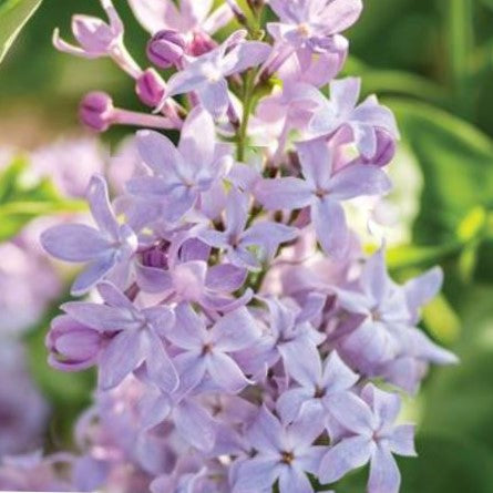 New Age™ Lavender Lilac (Syringa vulgaris &