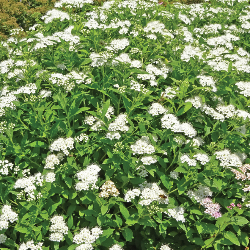 Yeti™ Japanese Spirea (Spiraea japonica ‘Yeti’ (Conspiyet PPA)) - QT