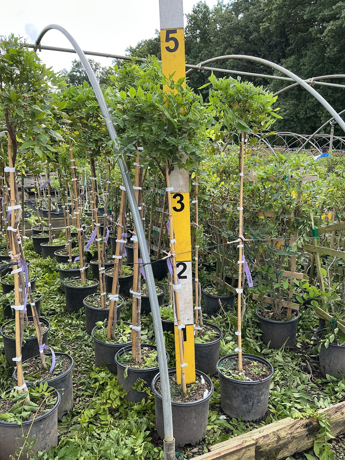Chinese wisteria (Wisteria sinensis) - 3 gallon 36" TREE