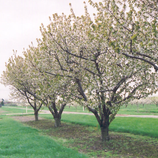 Stellar Sweet Cherry Tree (Prunus avium &