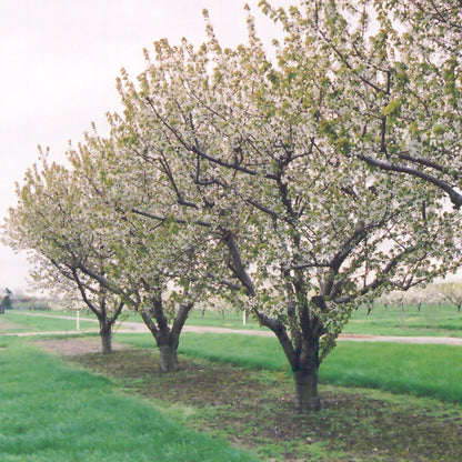 Stellar Sweet Cherry Tree (Prunus avium &