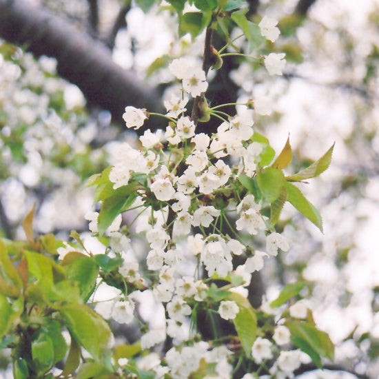 Stellar Sweet Cherry Tree (Prunus avium &