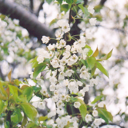 Stellar Sweet Cherry Tree (Prunus avium &