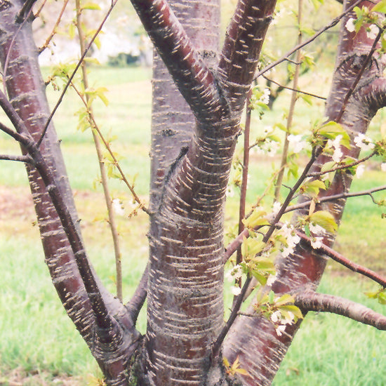 Stellar Sweet Cherry Tree (Prunus avium &