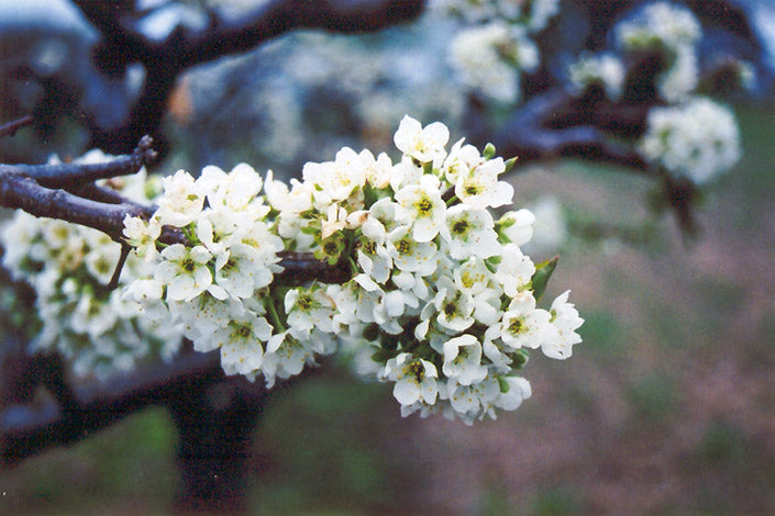Burbank Plum Tree (Prunus salicina &