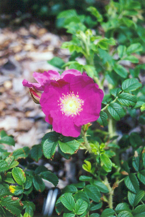 Frau Dagmar Hartopp Rose (Rosa rugosa &