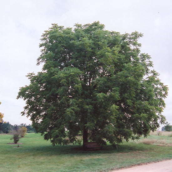 Black Walnut (Juglans nigra) - 1 gallon 18" WHIP