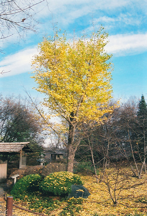 Maidenhair Tree (Ginkgo biloba) - 3 gallon TREE