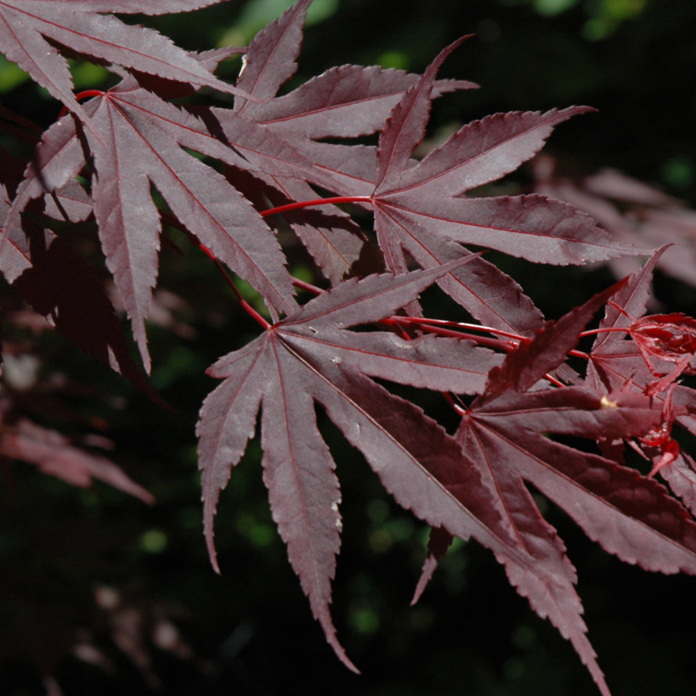 Crimson Prince Japanese Maple (Acer palmatum &