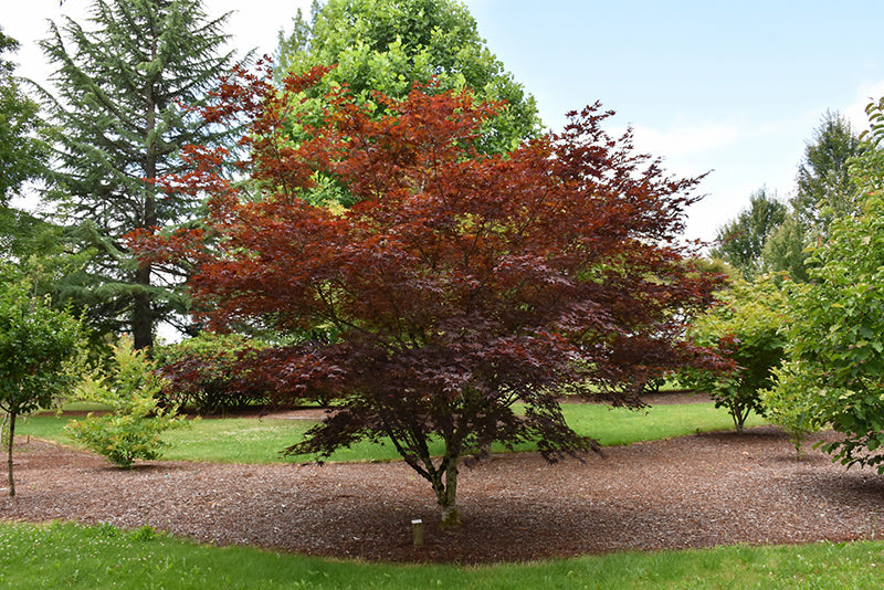 Japanese Maple &