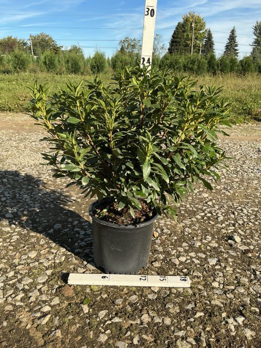 Improved Poukhatanense Azalea (AZALEA POUKHANENSE IMP) - 3 gallon 15&quot;