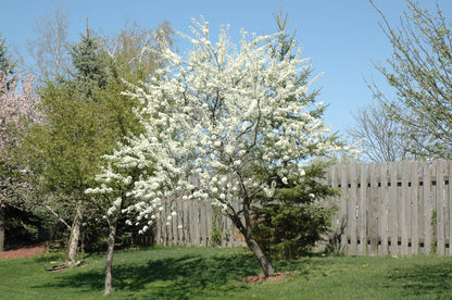 Alderman Plum Tree (PRUNUS FRUIT-X. ALDERMAN) - 3 gallon 36" TREE