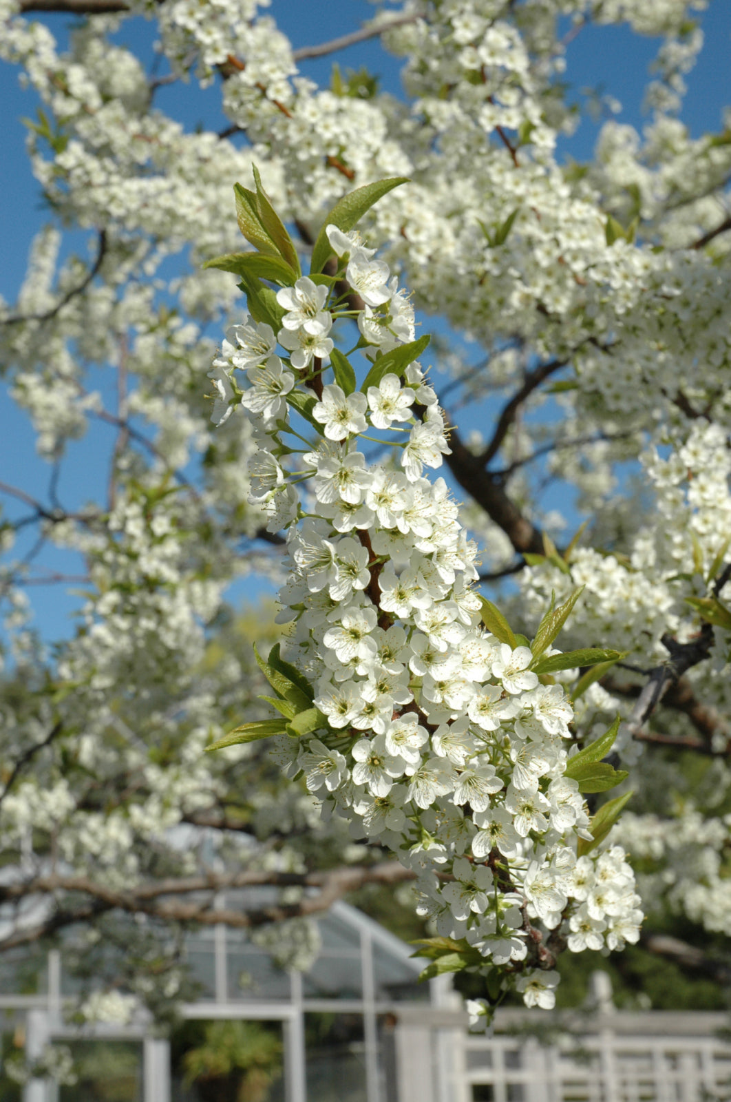 Alderman Plum Tree (PRUNUS FRUIT-X. ALDERMAN) - 3 gallon 36" TREE