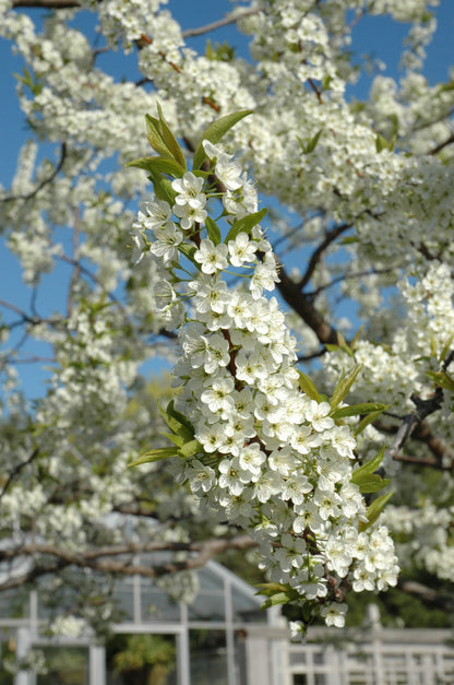 Alderman Plum Tree (PRUNUS FRUIT-X. ALDERMAN) - 3 gallon 36" TREE