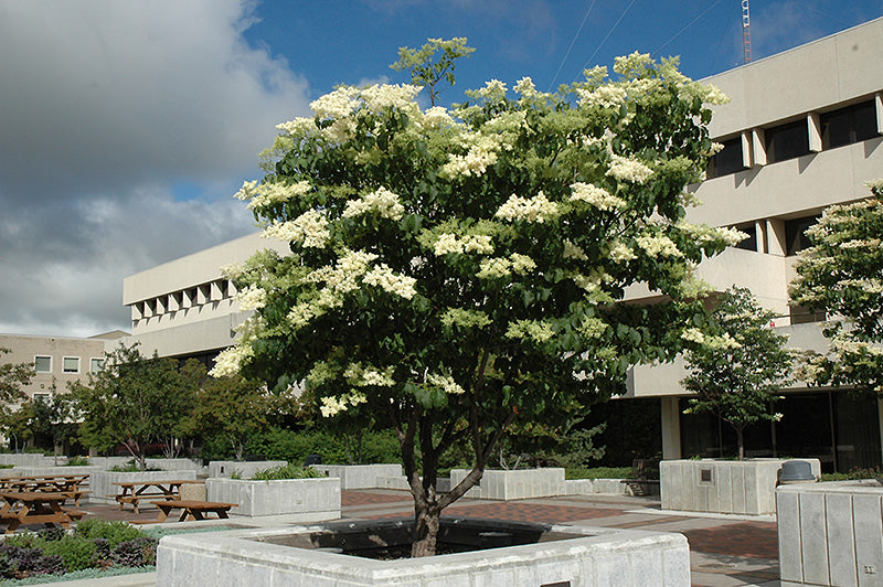 Ivory Silk Japanese Tree Lilac (Syringa reticulata &