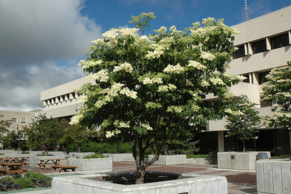 Ivory Silk Japanese Tree Lilac (Syringa reticulata &