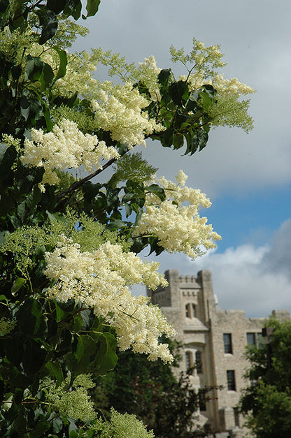 Ivory Silk Japanese Tree Lilac (Syringa reticulata &