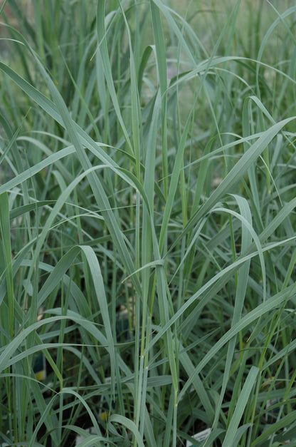 Heavy Metal Switch Grass (Panicum virgatum &
