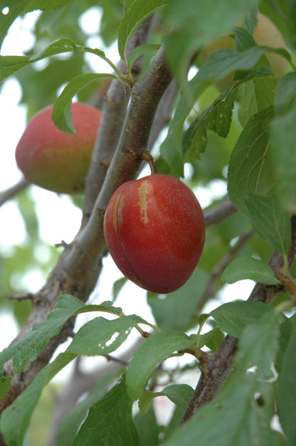 Alderman Plum Tree (PRUNUS FRUIT-X. ALDERMAN) - 3 gallon 36" TREE