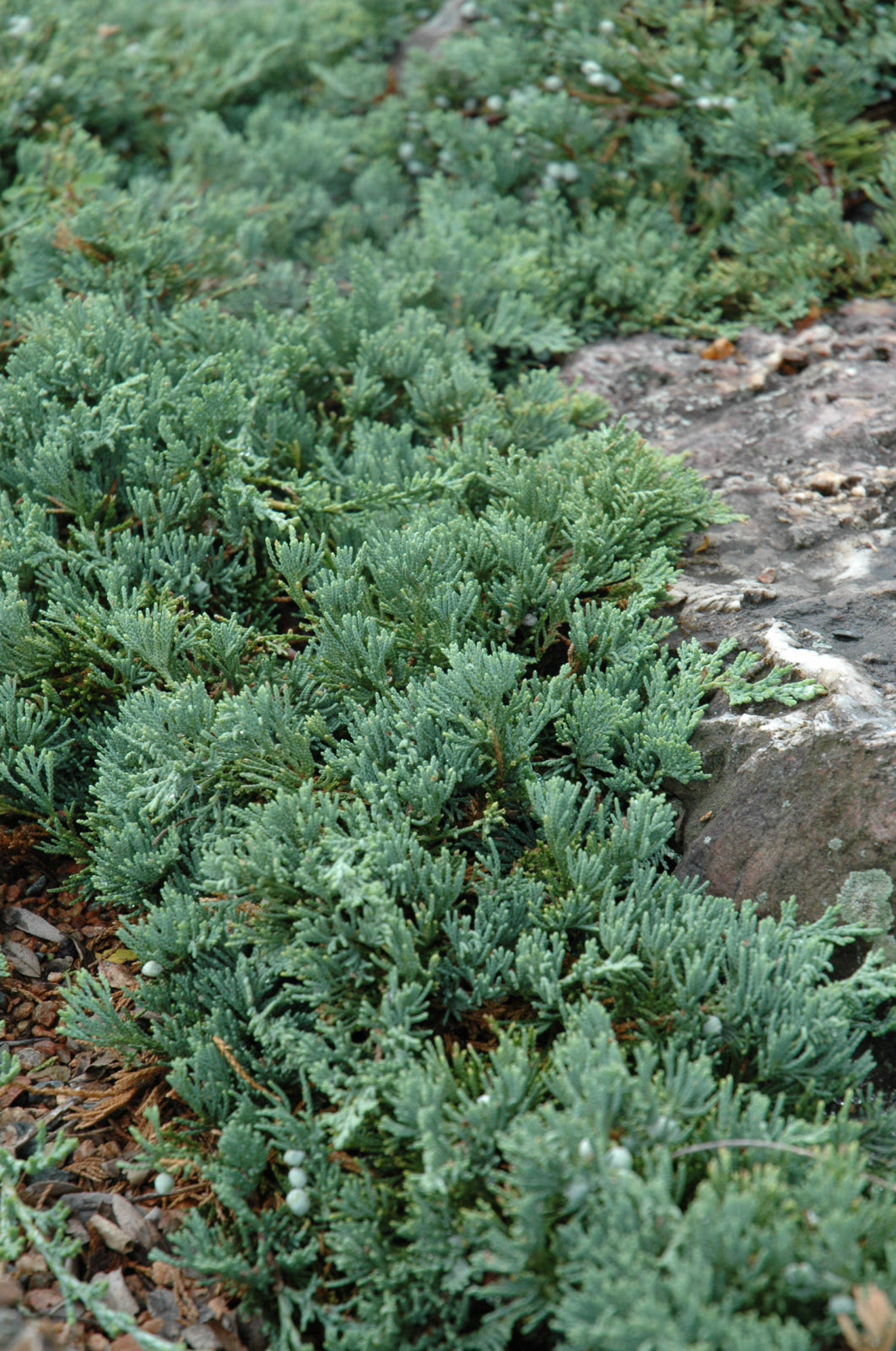 Blue Rug Juniper (Juniperus horizontalis &
