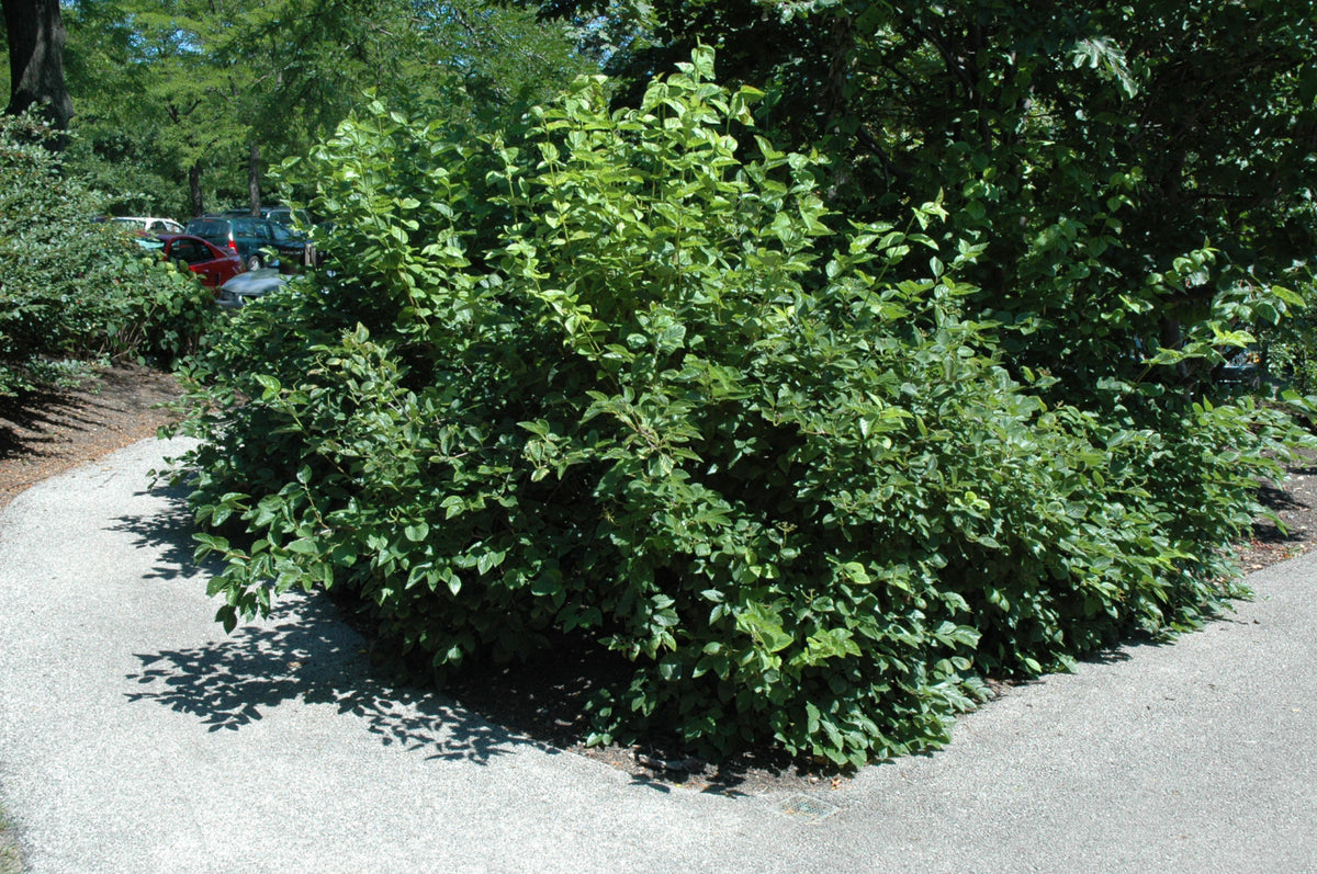 Chicago Lustre™ Viburnum (Viburnum dentatum &