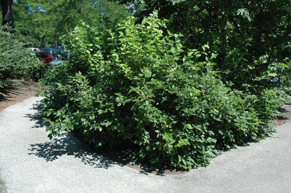 Chicago Lustre™ Viburnum (Viburnum dentatum &