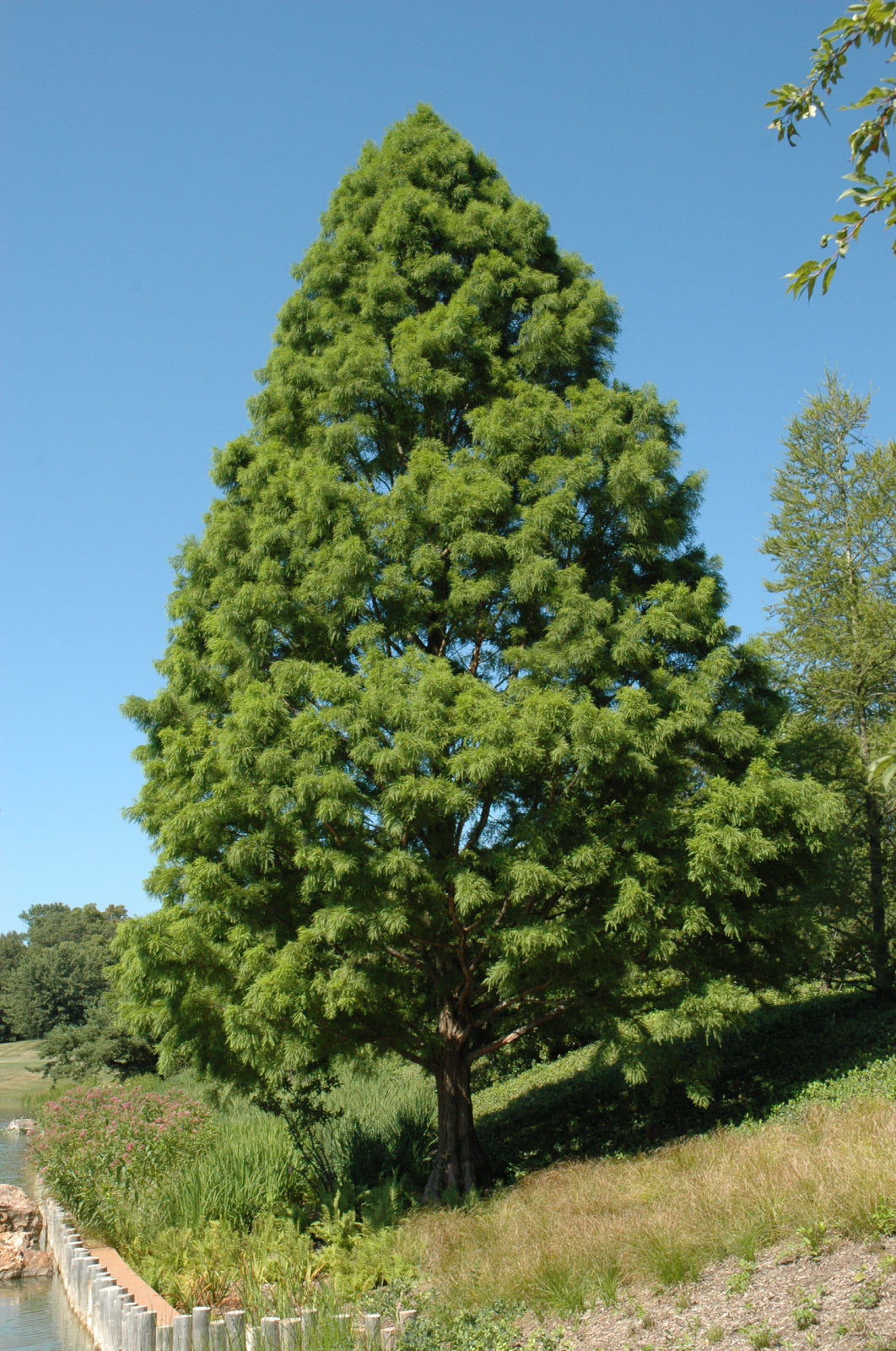 Shawnee Brave™ Baldcypress (Taxodium distichum &