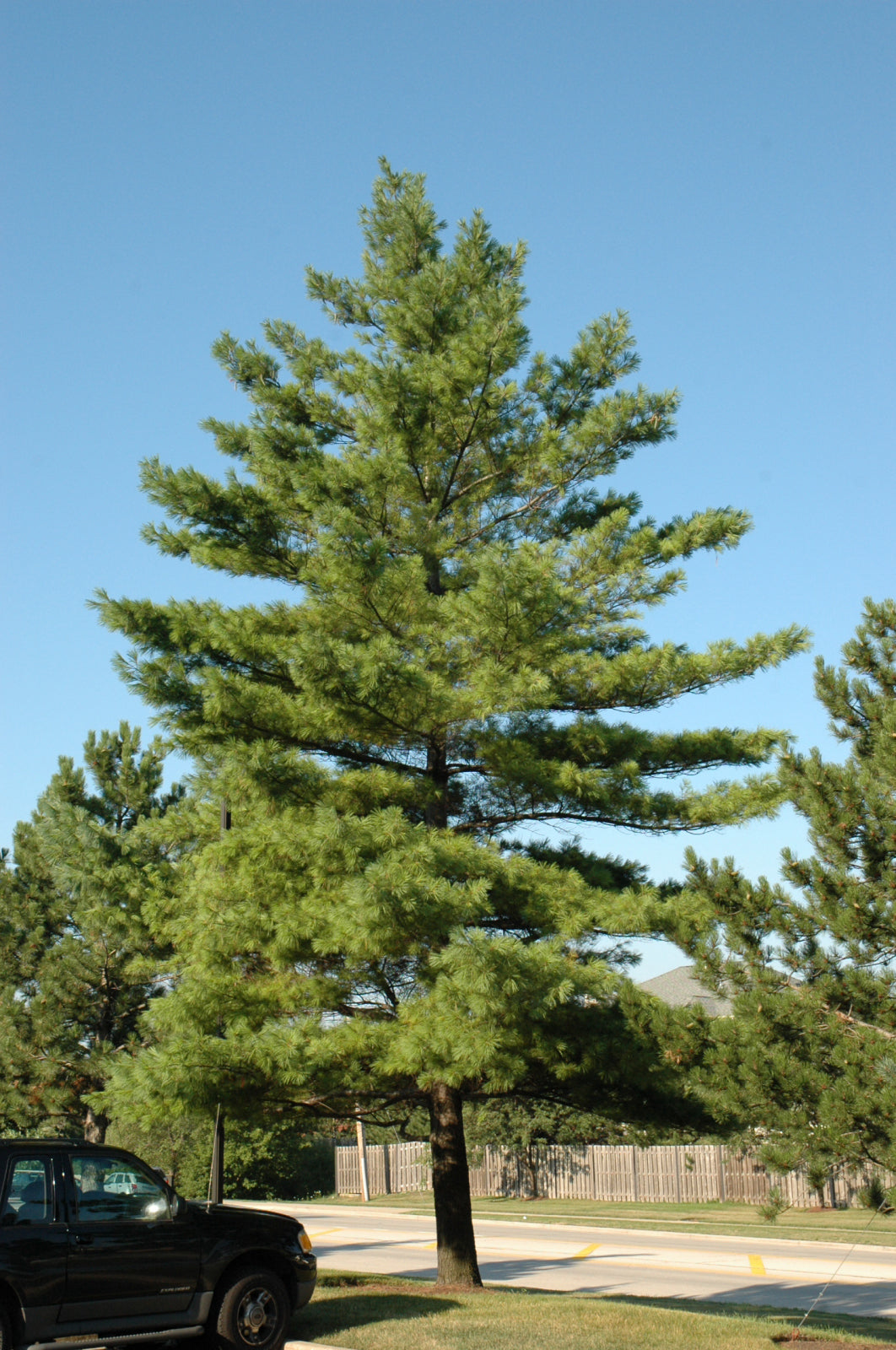 Eastern White Pine (Pinus strobus) - 3 gallon 18"