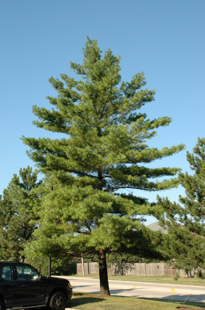 Eastern White Pine (Pinus strobus) - 3 gallon 18"