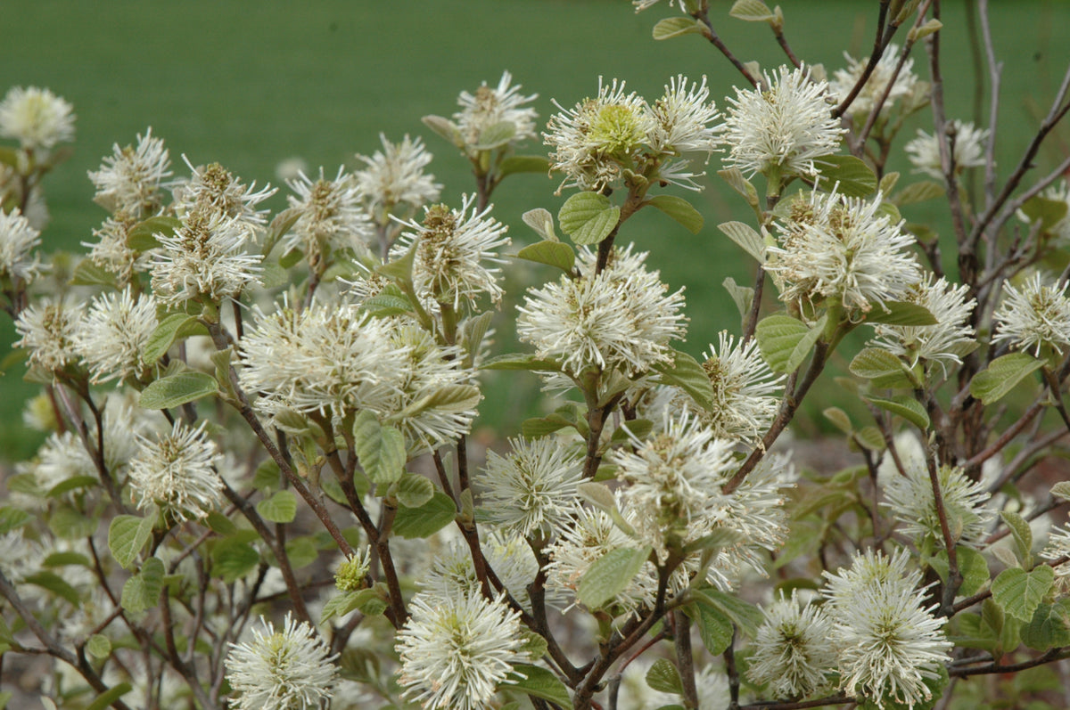 Dwarf Fothergilla (Fothergilla gardenii) - 2 gallon