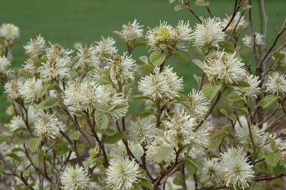 Dwarf Fothergilla (Fothergilla gardenii) - 2 gallon