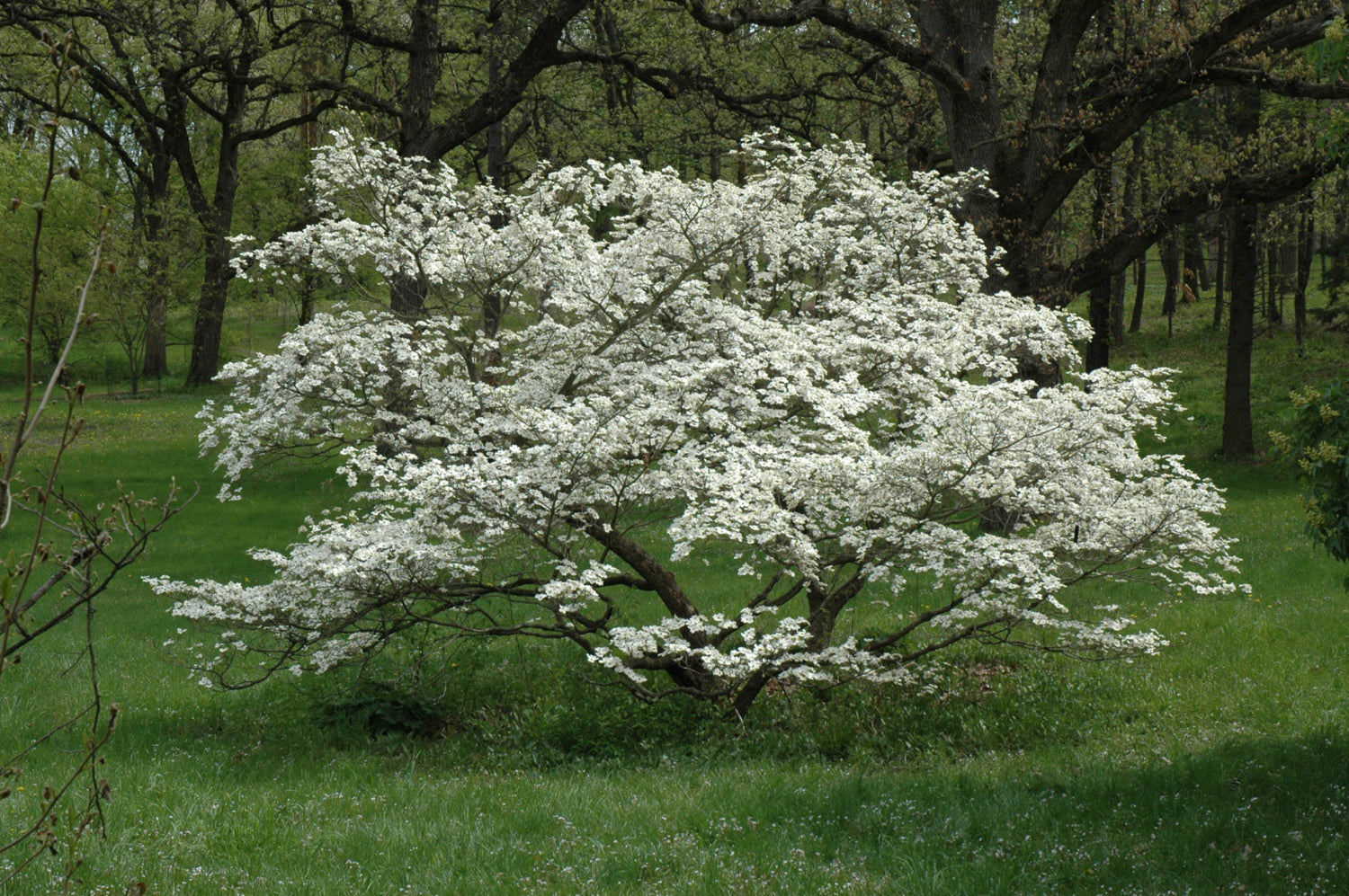Cherokee Princess Flowering Dogwood (Cornus florida &