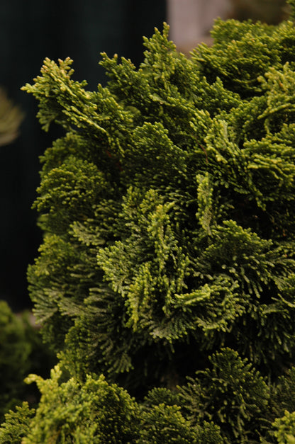 Hinoki False Cypress (Chamaecyparis obtusa &