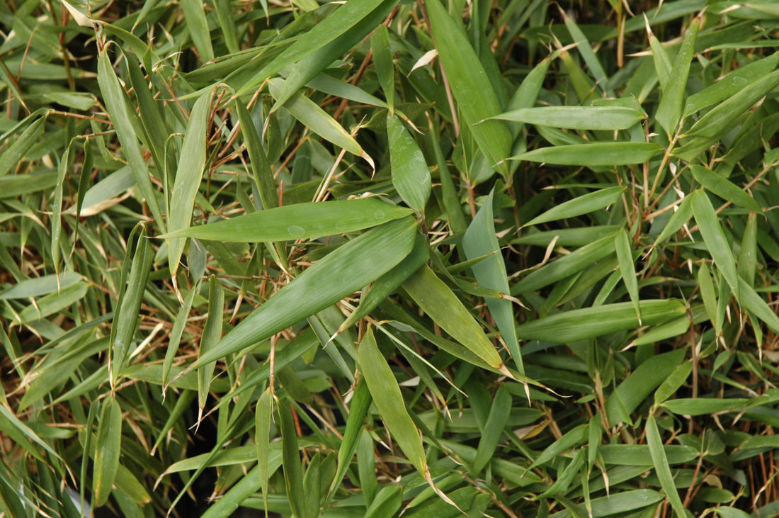 Hardy Bamboo (Fargesia rufa &