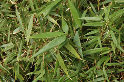 Hardy Bamboo (Fargesia rufa &
