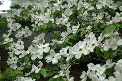 Cherokee Princess Flowering Dogwood (Cornus florida &