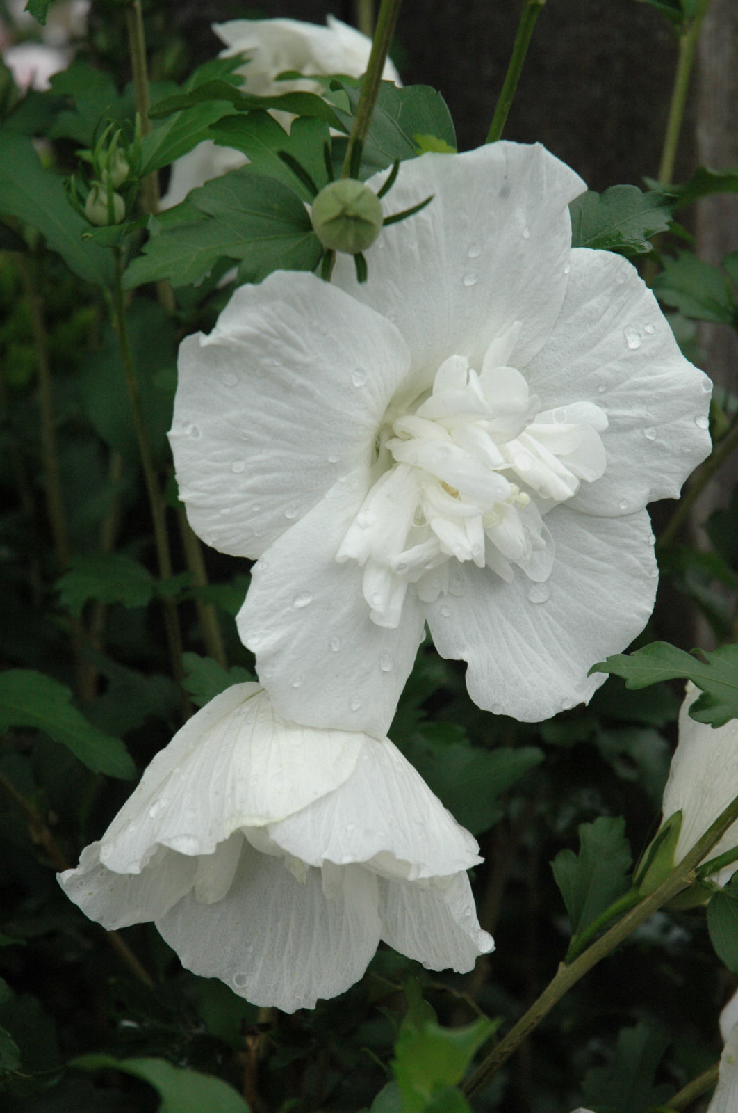 White Chiffon® Rose of Sharon (Hibiscus syriacus &
