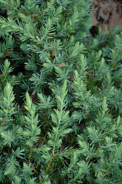 Blue Shore Juniper (Juniperus conferta &