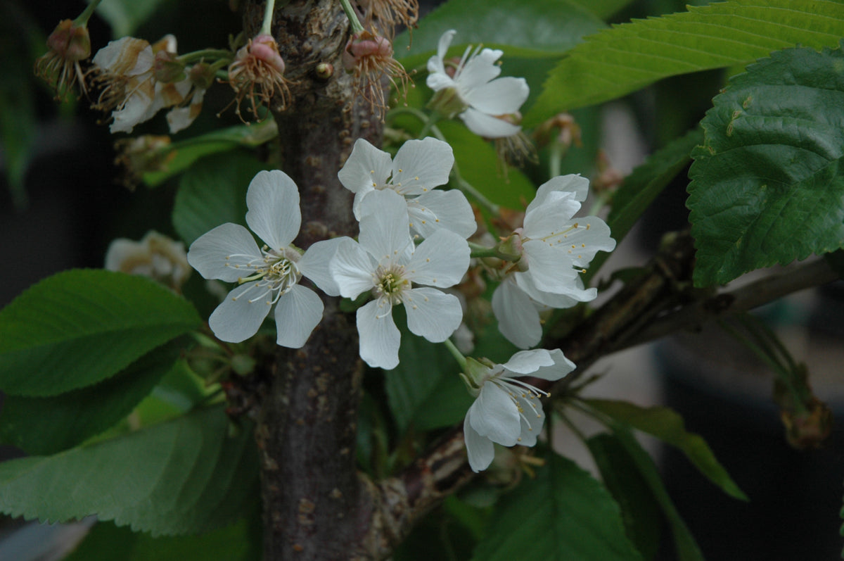 Rainier Cherry Tree (PRUNUS FRUIT - RAINIER) - 5 gallon 60" TREE