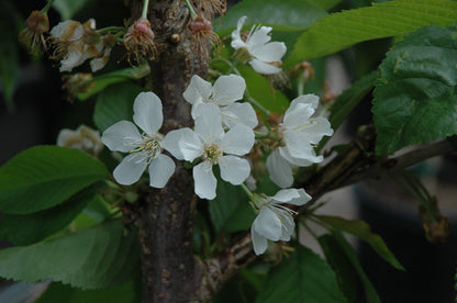 Rainier Cherry Tree (PRUNUS FRUIT - RAINIER) - 5 gallon 60" TREE