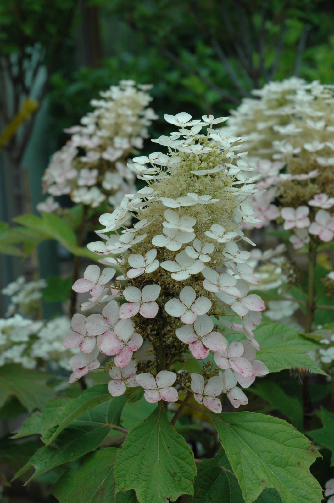 Alice Oak Leaf Hydrangea (Hydrangea quercifolia &