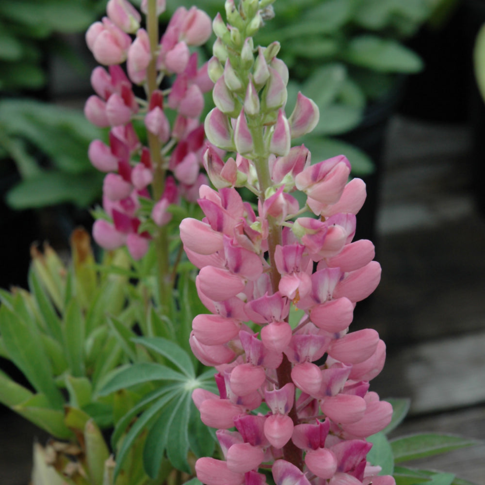 Lupine Gallery Pink