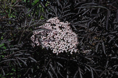 Black Lace® Elderberry (Sambucus nigra &